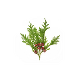 Alaskan Cedar