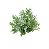 Artemisia