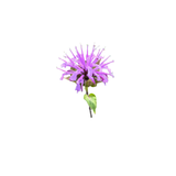  Bergamot Flower Blossom