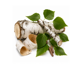 Birch