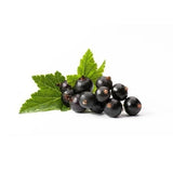 Black Currant