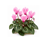 Cyclamen