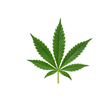 Cannabis
