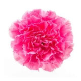 Carnation