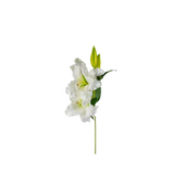 Casablanca Lily