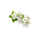 White Flowers
