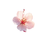 Peach Blossom