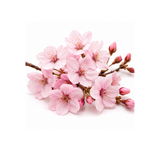Cherry Blossom