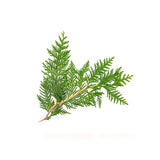 Cypress
