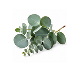 Eucalyptus