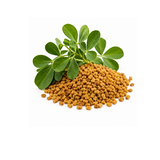 Fenugreek