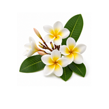 Frangipani