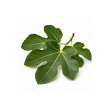 Fig Leaf