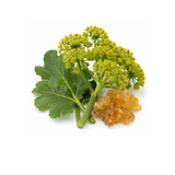 Galbanum