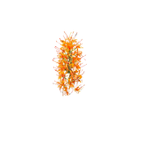 Ginger Lily