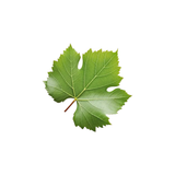 Grape Leaf