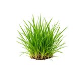 Grass