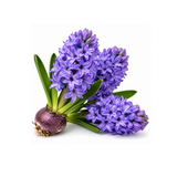 Hyacinth