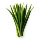 Haitian Vetiver