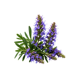 Hyssop