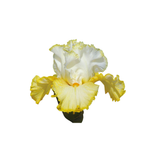 Iris Butter