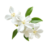 Jasmine