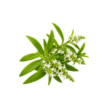 Lemon Verbena