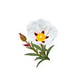 Labdanum