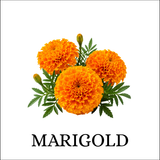 Marigold
