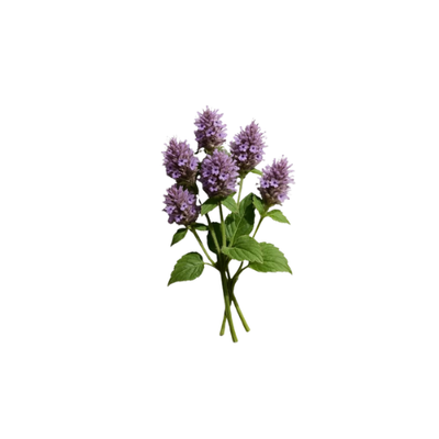 Patchouli