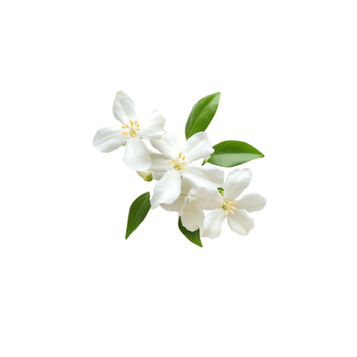 Jasmine
