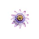 Passion Flower 