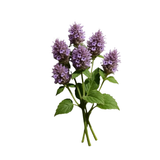 Patchouli