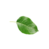 Pear Leaf