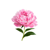 Peony