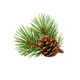 Pine