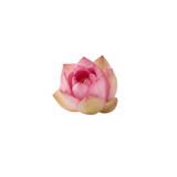 Pink Lotus Blossom
