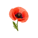 Poppy