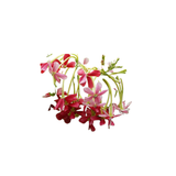Rangoon Creeper