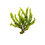 Seaweed