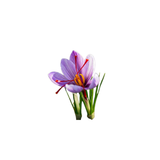 Saffron Flower