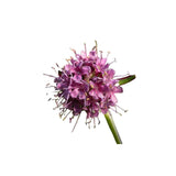 Spikenard