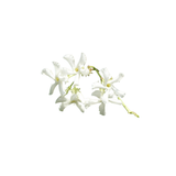 Star Jasmine