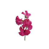 Sweet Pea