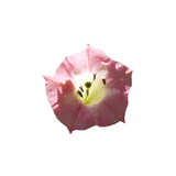 Tobacco Blossom