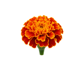 Tagetes