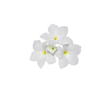 Tiare Flower