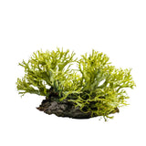 Oakmoss