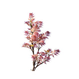 Chinese Cedar