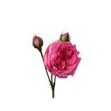 turkish rose